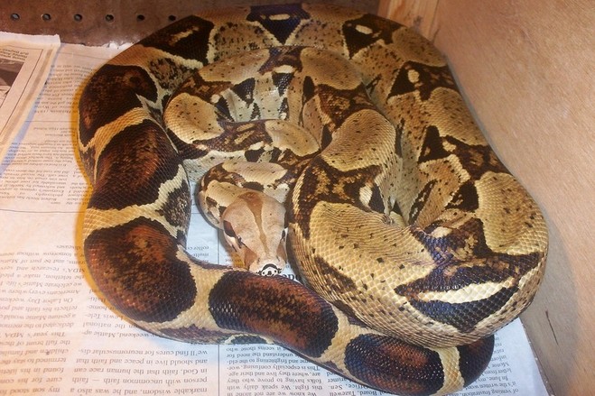 Male