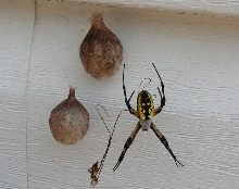 argiope aurantia