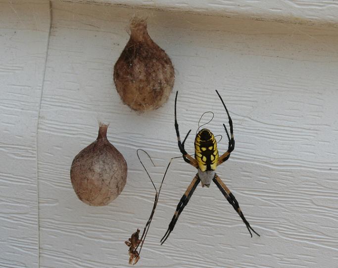 argiope aurantia