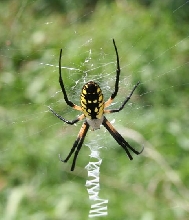 argiope aurantia
