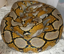 Javan