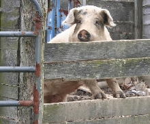 Pet Pig