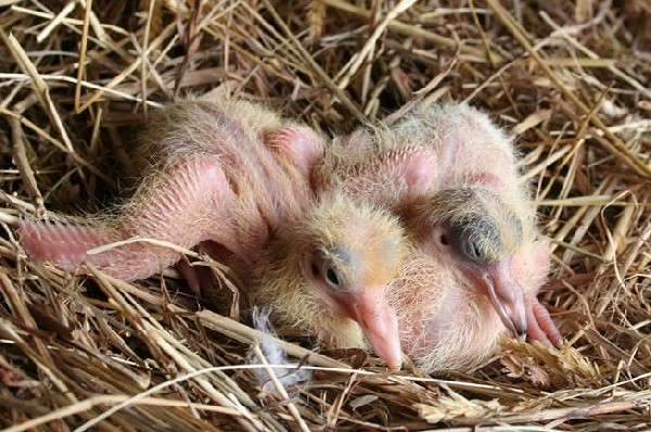Baby Pigeons
