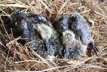 Older Babies