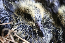 Older Baby Up Close