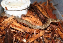 WC Northern Watersnake