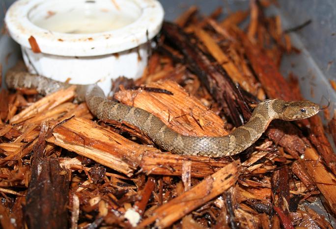 WC Northern Watersnake