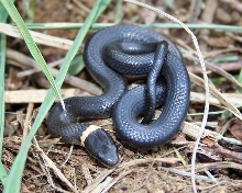 WC Ring-necked