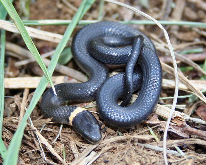 WC Ring-necked