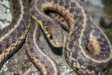 WC Eastern Garter