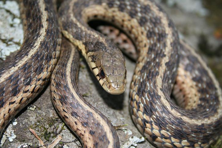 WC Eastern Garter