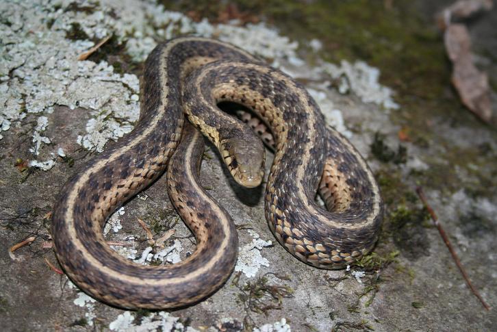 WC Eastern Garter
