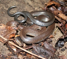 WC Ring-neck