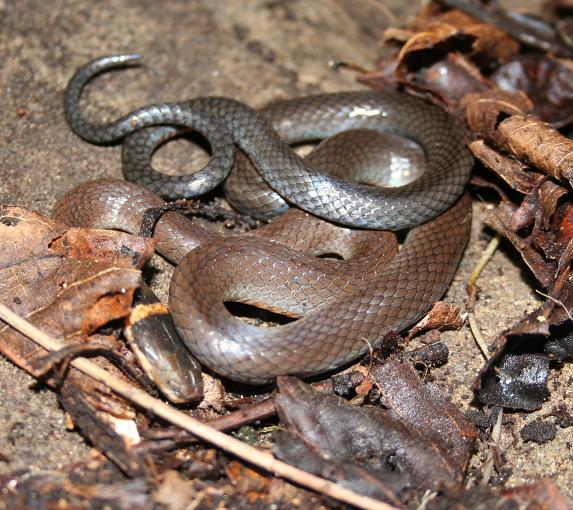 WC Ring-neck