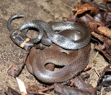 WC Ring-neck