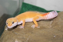 Leopard Gecko