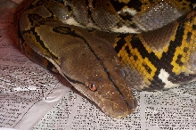 Male Het Albino