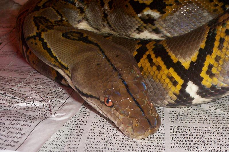 Male Het Albino