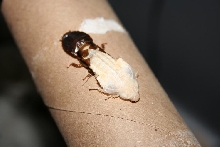 Lobster Roach Molting