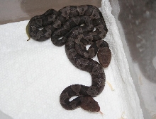 Baby Northern Coppers