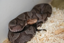 Northern Copperhead