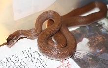 Male House Snake