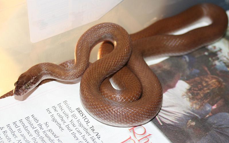 Male House Snake