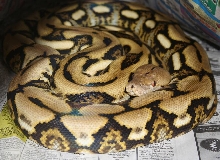 Tiger Retic