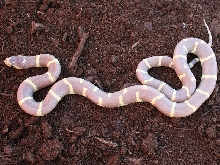 Lavender Albino