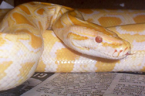 Albino Burm