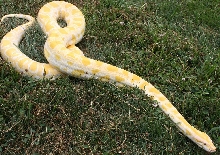 Albino Burm