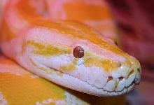 Albino Burm