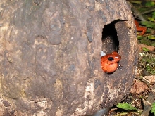 Pumilio BriBri