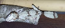 female giant