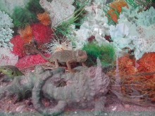 Chameleon for Sale in Algiers, Algeria
