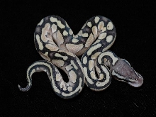 Butter Pastel