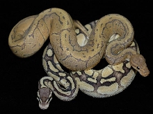 Ghost pinstripe and butter pastel