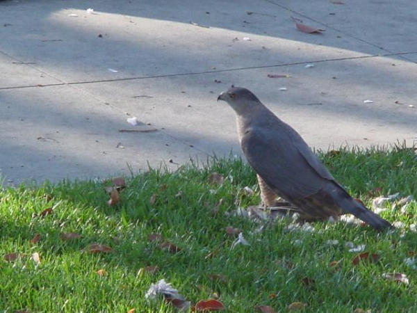 Hawk eating