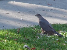 Hawk eating