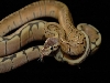 New Males
