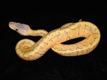 Pastel Ghost pinstripe