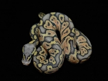Super pastel ghost