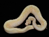 albino spider