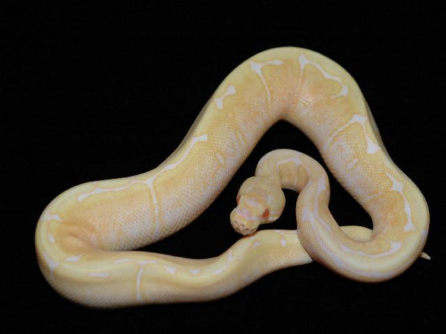 albino spider
