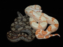 Motley and sunglow