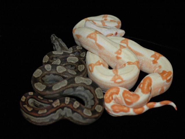 Motley and sunglow