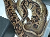 Stripe breeding