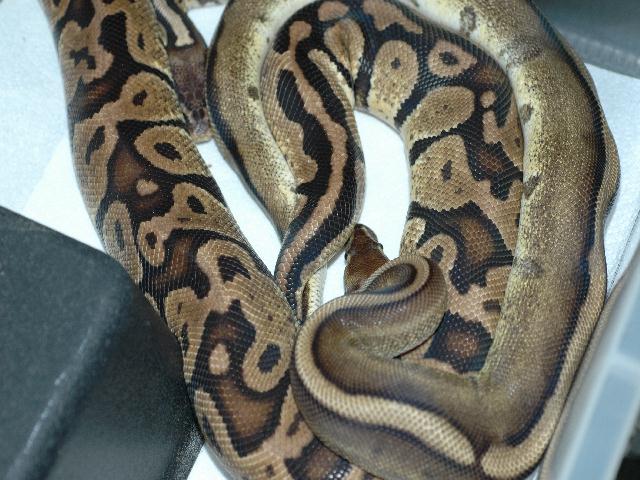 Stripe breeding