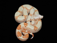 Sunglow female