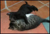 wrestling kittens